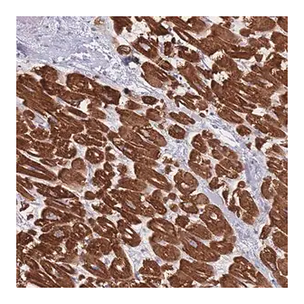 Merck Anti-RNF4 antibody produced in rabbit