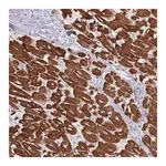 Merck Anti-RNF4 antibody produced in rabbit