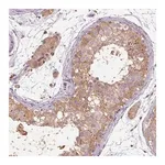 Merck Anti-CFAP65 antibody produced in rabbit