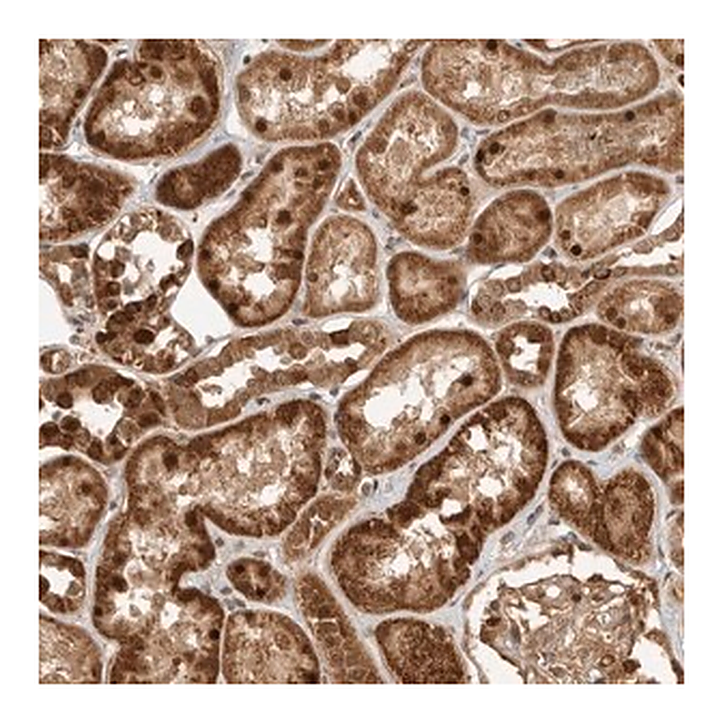 Merck Anti-DCAF8 antibody produced in rabbit