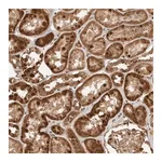Merck Anti-DCAF8 antibody produced in rabbit