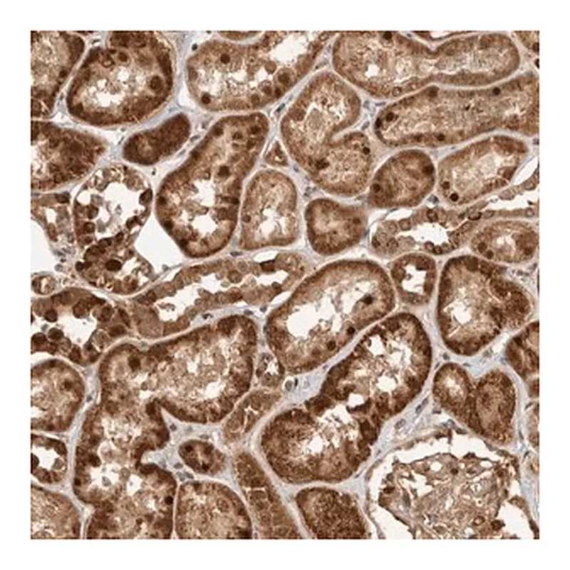 Merck Anti-DCAF8 antibody produced in rabbit