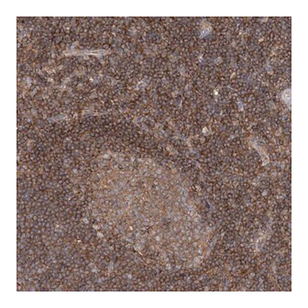 Merck Anti-FAM175B antibody produced in rabbit