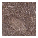 Merck Anti-FAM175B antibody produced in rabbit