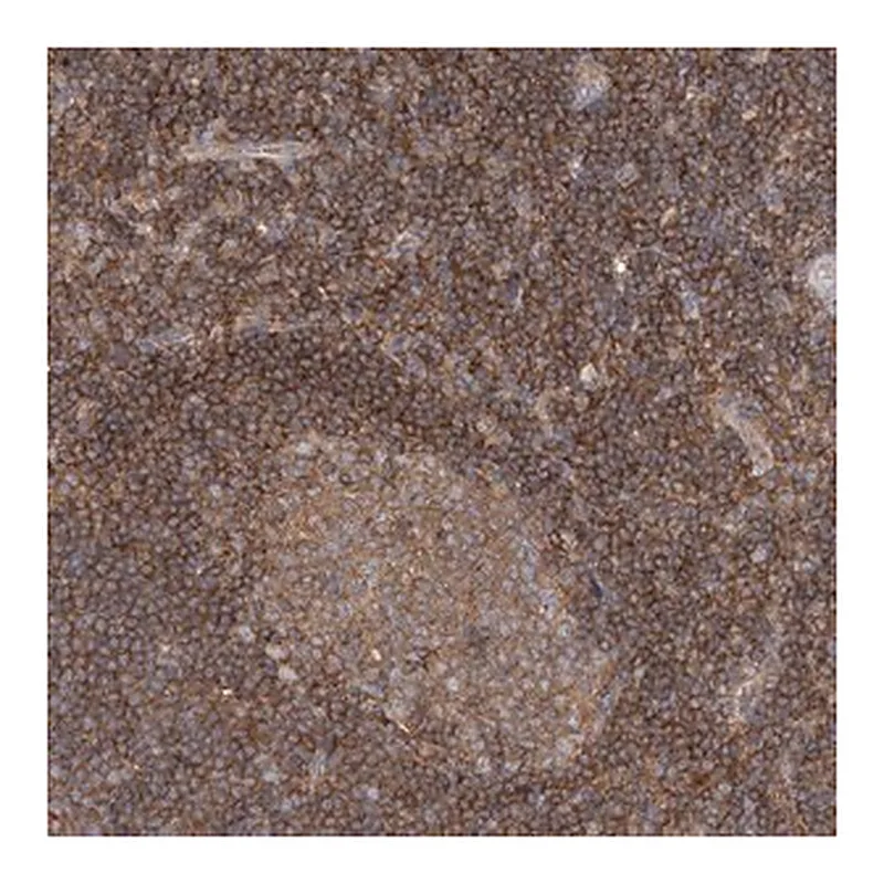 Merck Anti-FAM175B antibody produced in rabbit