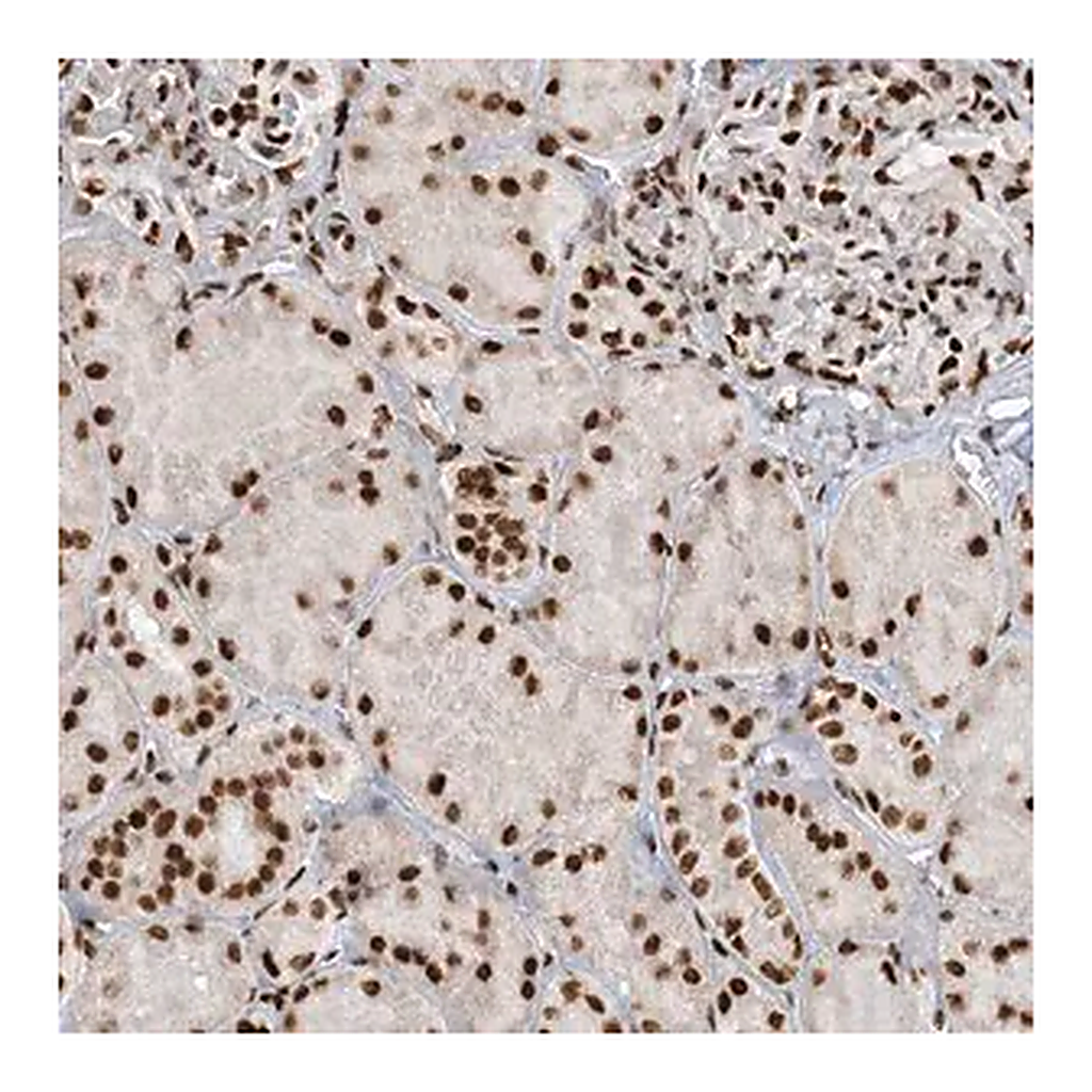 Merck Anti-KIAA0141 antibody produced in rabbit