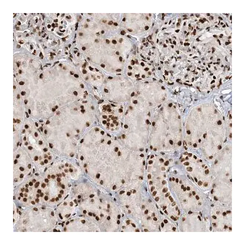 Merck Anti-KIAA0141 antibody produced in rabbit