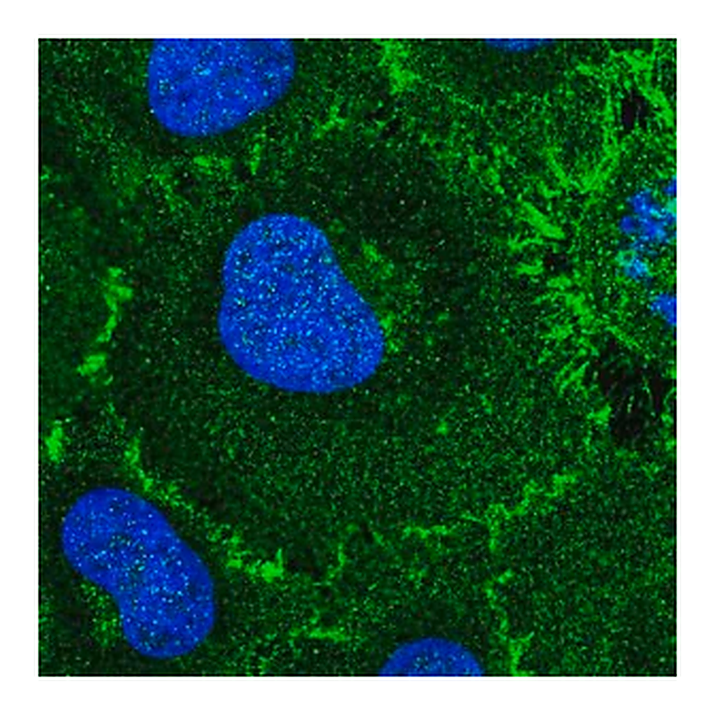 Merck Anti-ROBO1 antibody produced in rabbit