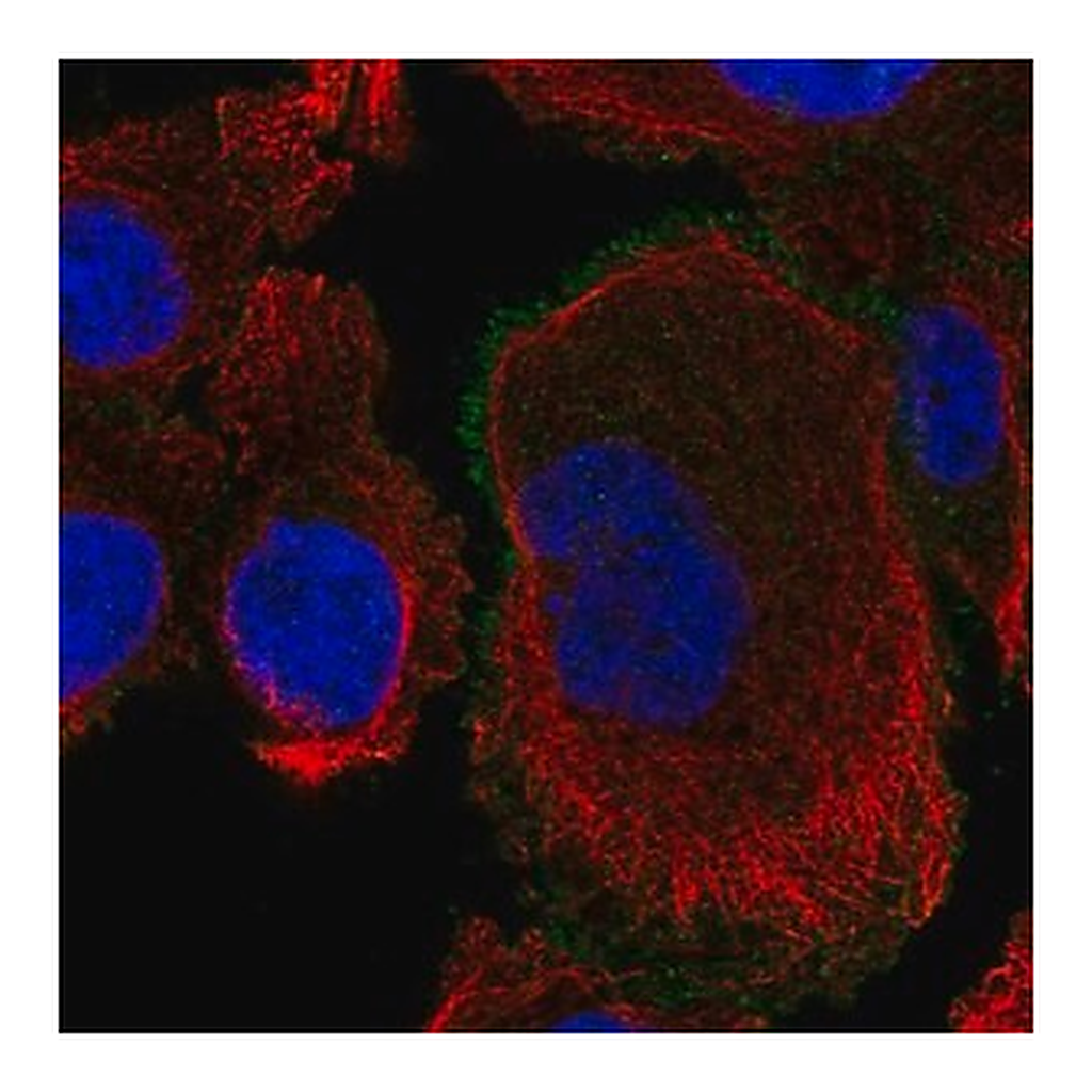 Merck Anti-ROBO4 antibody produced in rabbit