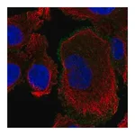 Merck Anti-ROBO4 antibody produced in rabbit