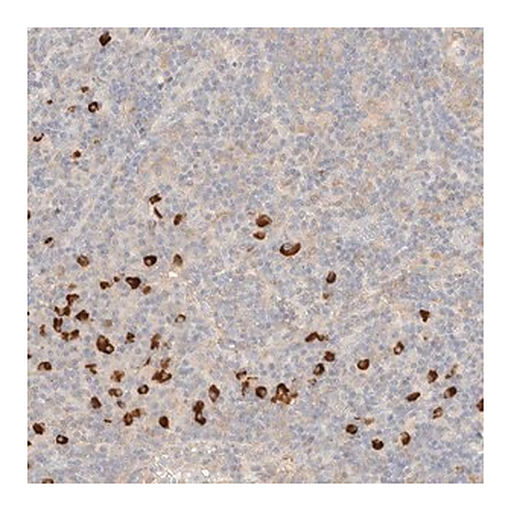 Merck Anti-FHOD1 antibody produced in rabbit