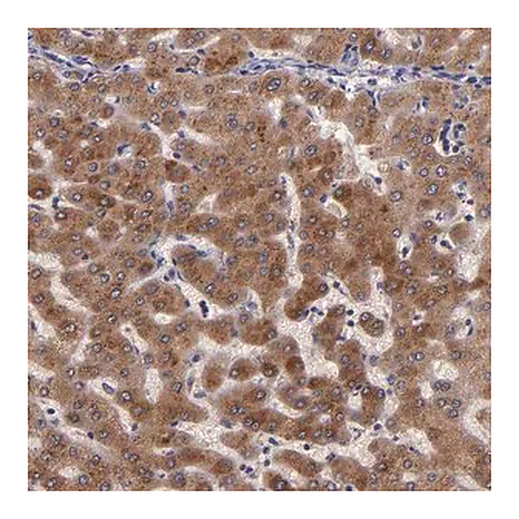 Merck Anti-RBP4 antibody produced in rabbit