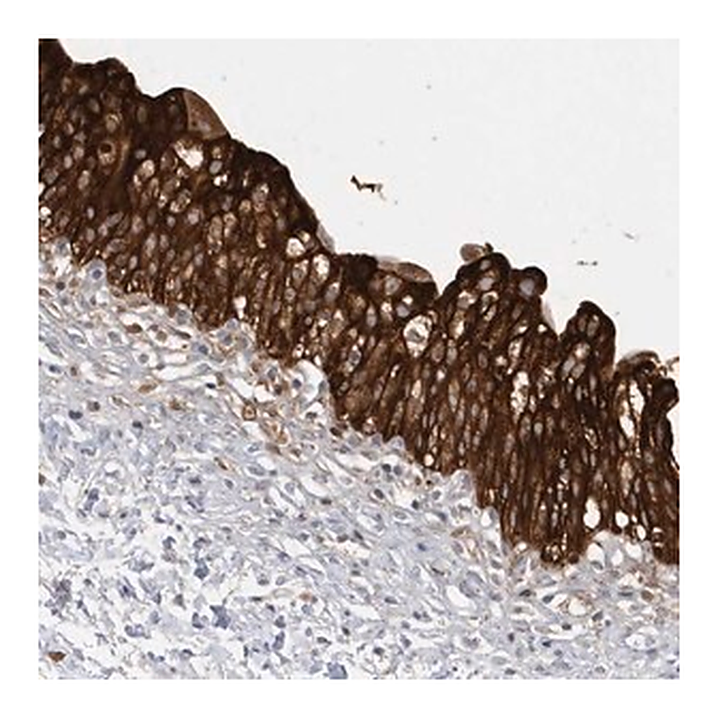 Merck Anti-FAM35A antibody produced in rabbit