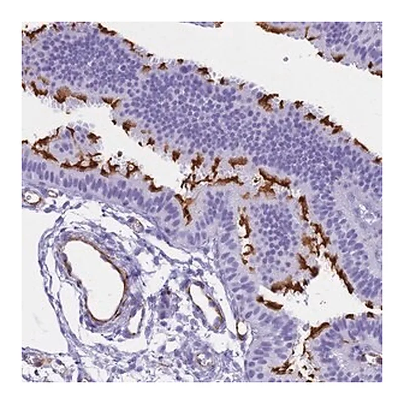 Merck Anti-EVI2A antibody produced in rabbit