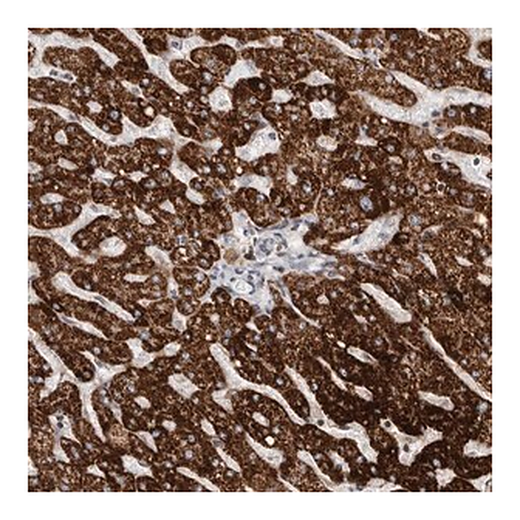 Merck Anti-C17orf99 antibody produced in rabbit