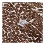 Merck Anti-C17orf99 antibody produced in rabbit