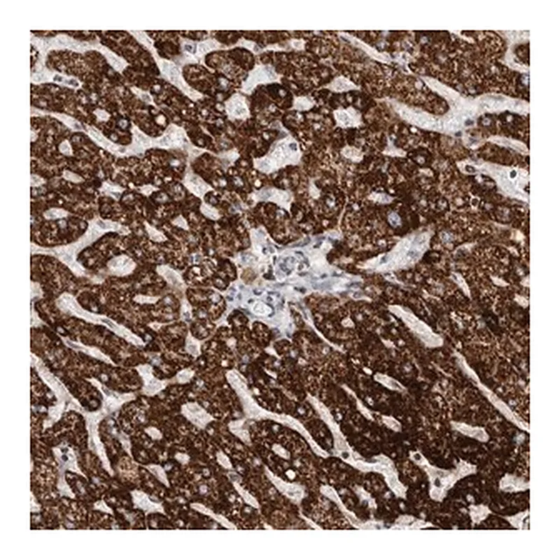 Merck Anti-C17orf99 antibody produced in rabbit