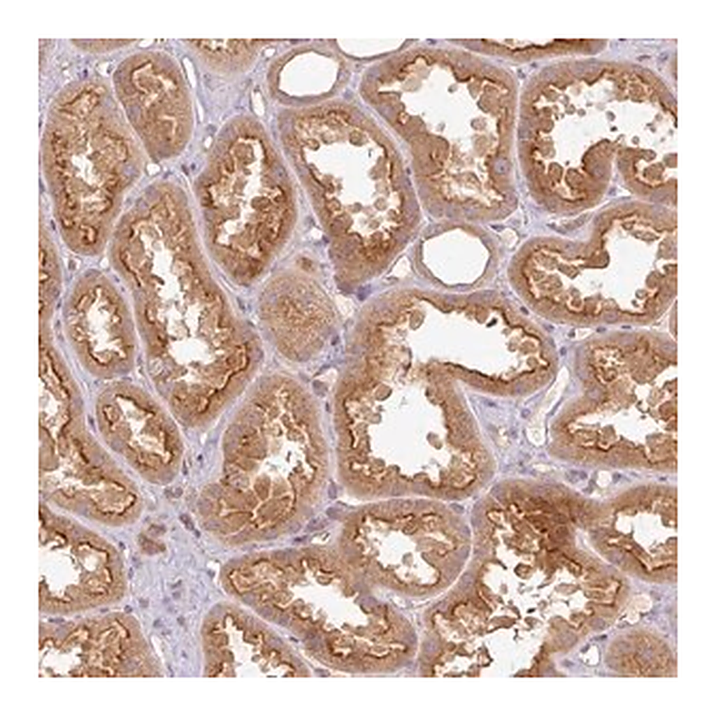 Merck Anti-RNF31 antibody produced in rabbit