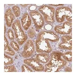 Merck Anti-RNF31 antibody produced in rabbit