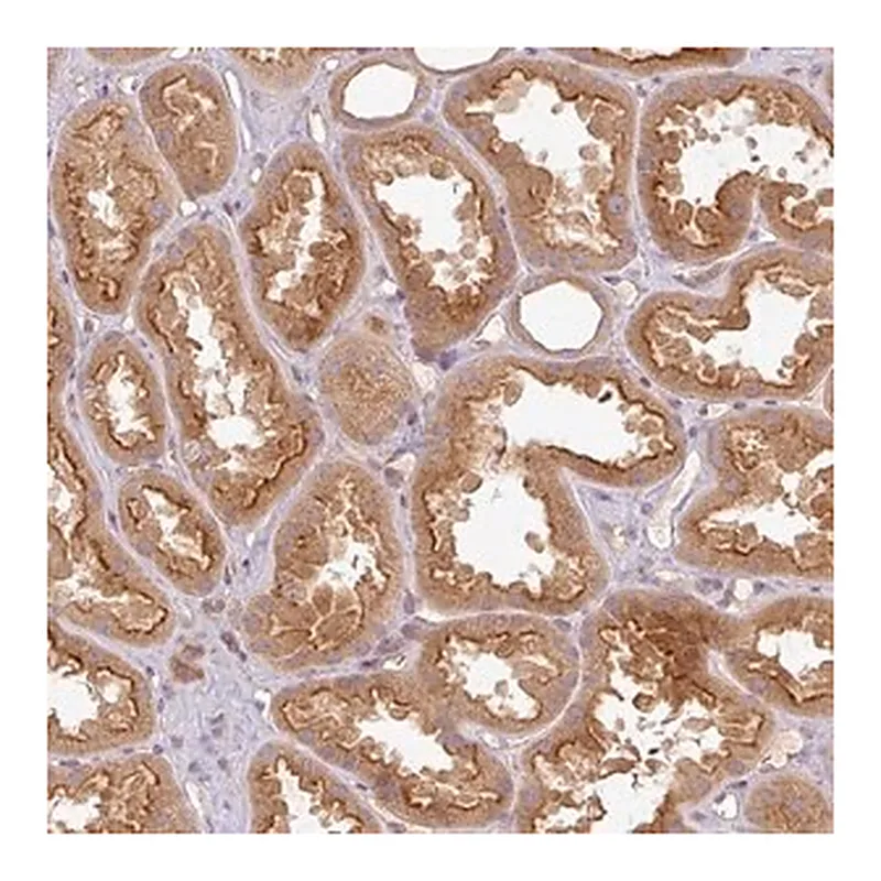 Merck Anti-RNF31 antibody produced in rabbit