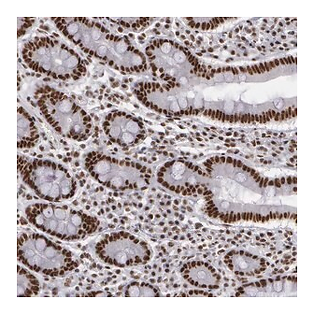 Merck Anti-PNN antibody produced in rabbit