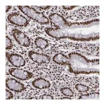 Merck Anti-PNN antibody produced in rabbit