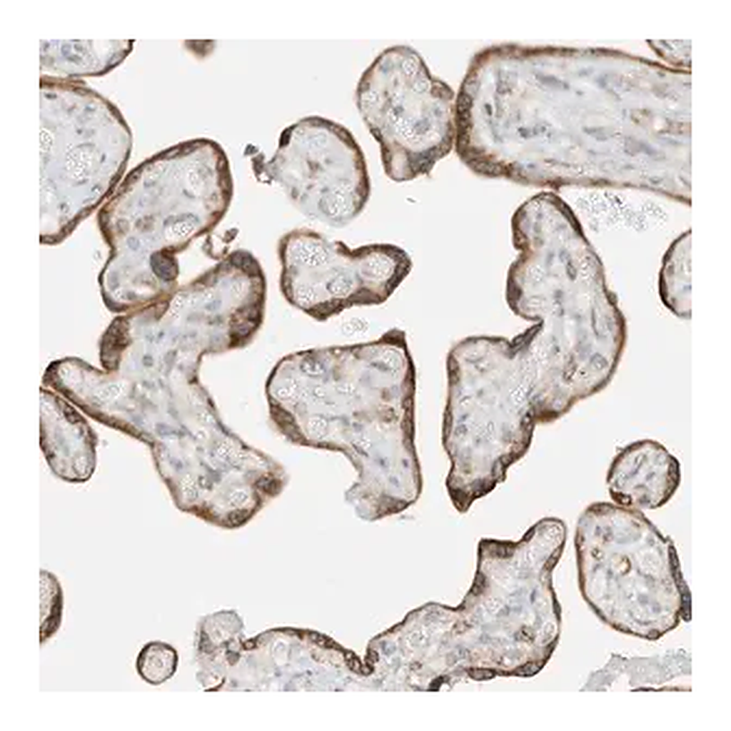 Merck Anti-STT3A antibody produced in rabbit