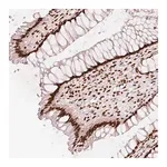 Merck Anti-NXF1 antibody produced in rabbit