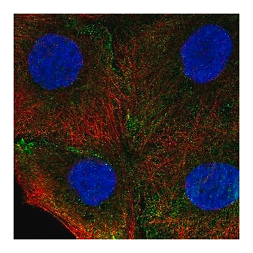 Merck Anti-ITGA4 antibody produced in rabbit