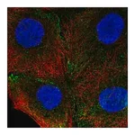 Merck Anti-ITGA4 antibody produced in rabbit