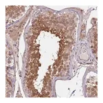 Merck Anti-RIC8A antibody produced in rabbit