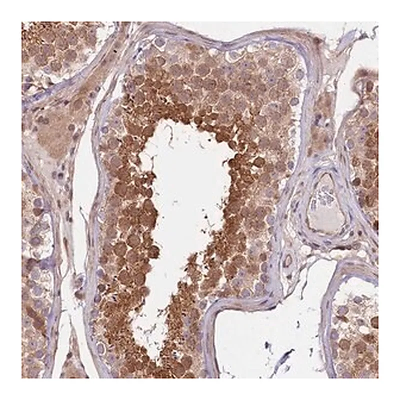 Merck Anti-RIC8A antibody produced in rabbit