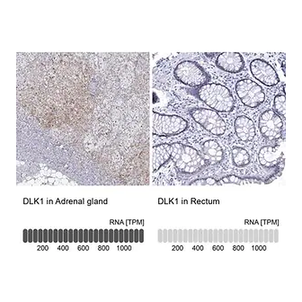Merck Anti-DLK1 antibody produced in rabbit
