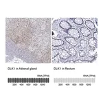 Merck Anti-DLK1 antibody produced in rabbit