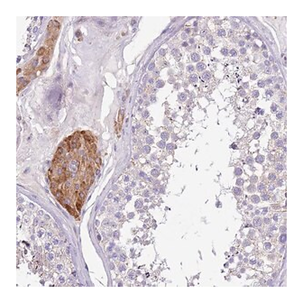 Merck Anti-SERINC3 antibody produced in rabbit