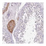 Merck Anti-SERINC3 antibody produced in rabbit