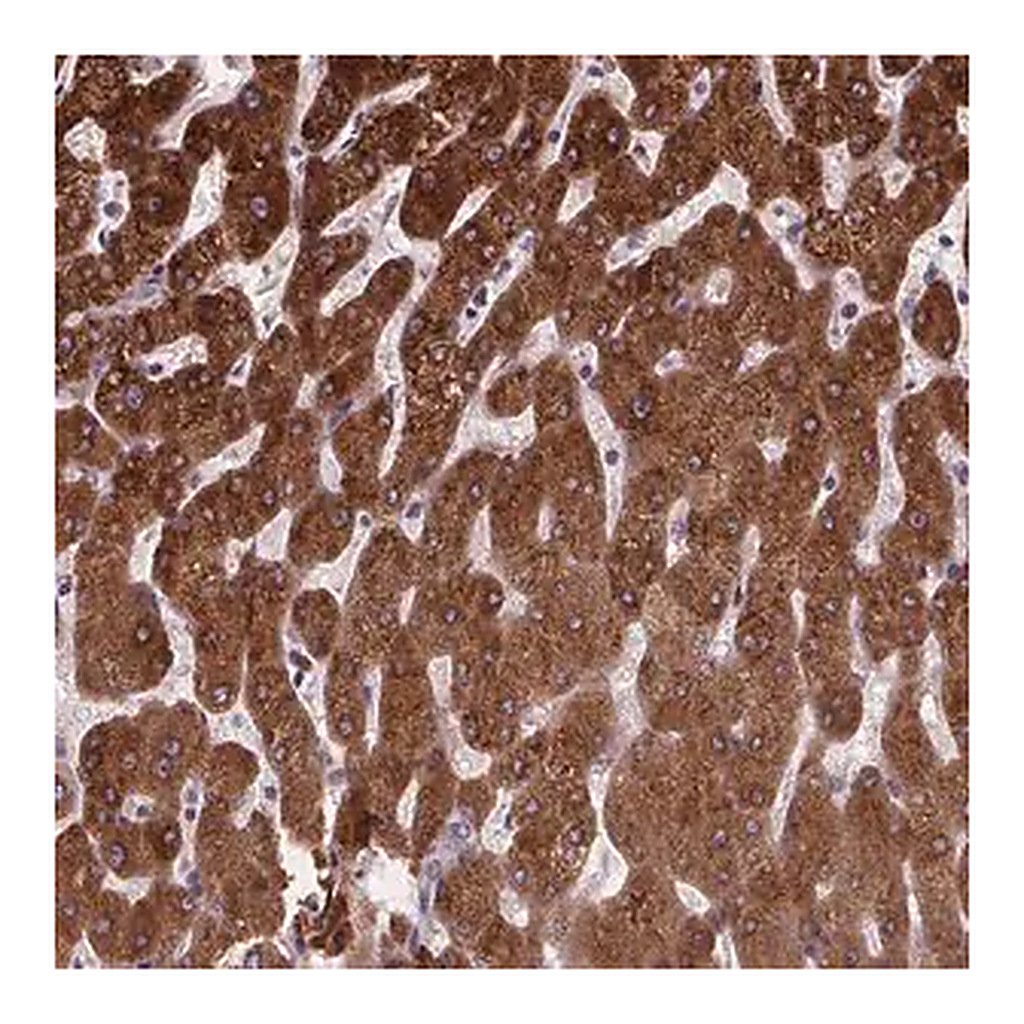 Merck Anti-NDST1 antibody produced in rabbit