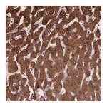 Merck Anti-NDST1 antibody produced in rabbit