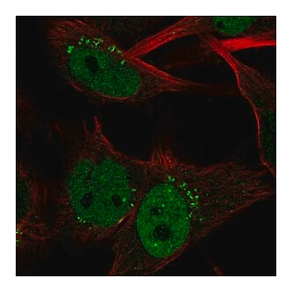 Merck Anti-CLSPN antibody produced in rabbit