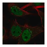 Merck Anti-CLSPN antibody produced in rabbit