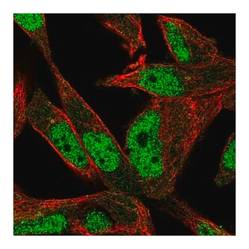 Merck Anti-POLN antibody produced in rabbit