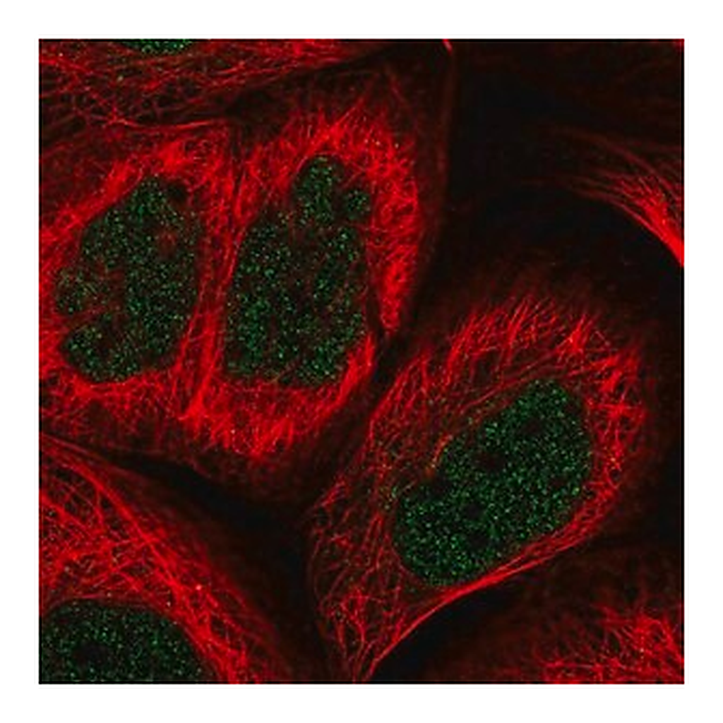 Merck Anti-BHLHE41 antibody produced in rabbit