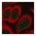 Merck Anti-BHLHE41 antibody produced in rabbit