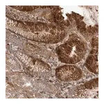 Merck Anti-PEAK1 antibody produced in rabbit