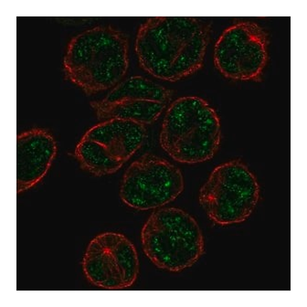 Merck Anti-PCP2 antibody produced in rabbit