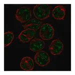 Merck Anti-PCP2 antibody produced in rabbit