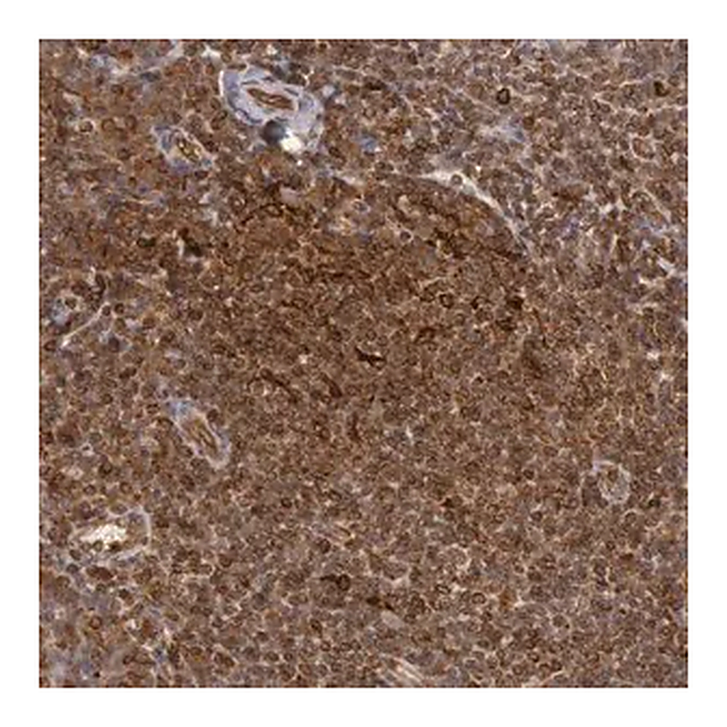 Merck Anti-TAP2 antibody produced in rabbit