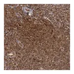 Merck Anti-TAP2 antibody produced in rabbit