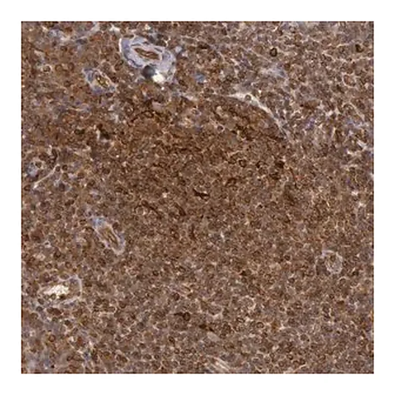 Merck Anti-TAP2 antibody produced in rabbit