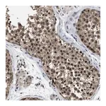 Merck Anti-MCOLN2 antibody produced in rabbit
